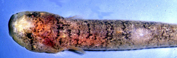 Gouania wildenowi_03